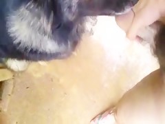 El perro lame mi semen