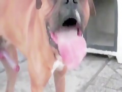 Girls play with dogs