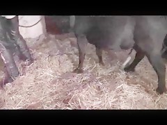 La estaca del caballo entra en mi chocho