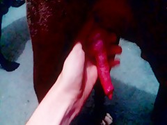 Red cock