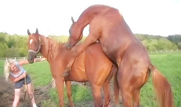 Stallion breeding mare - Beast sex videos - Bestialitytaboo
