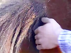 Caledonian - Fun Wth The Stallion