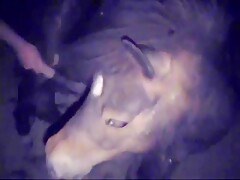 Caledonian - Nightime Pixie