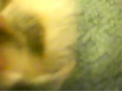 Caledonian Pounding The Dog