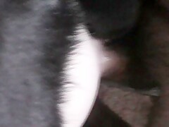 Human animal penetration