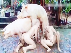 Animal Orgy 