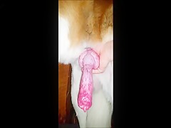 My dogs big cock