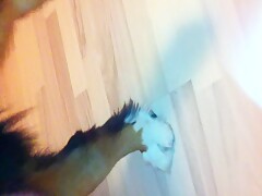 Dog ready for a blowjob