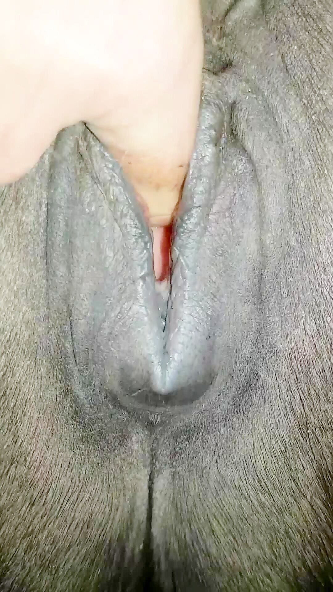 Mare pussy 