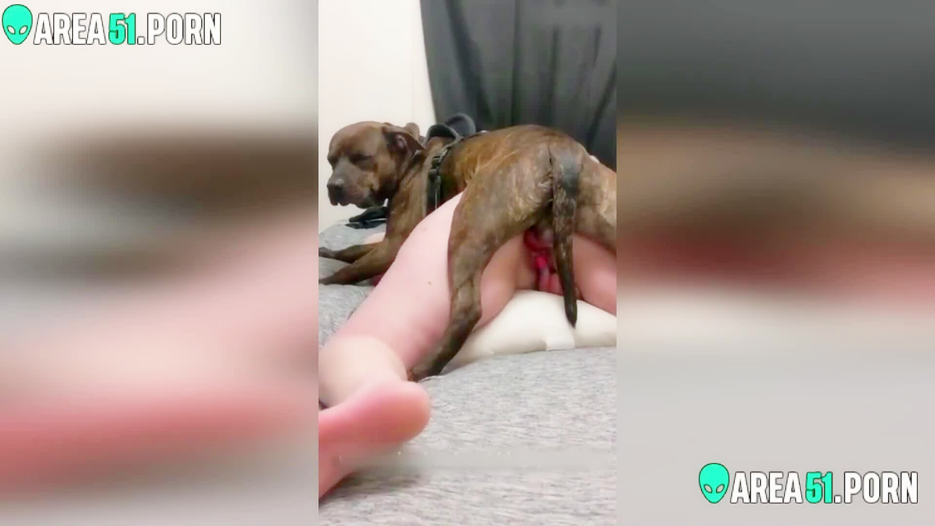 HUSBAND LET A DOG FUCK HIS BIG ASS WIFE - Zoofilia Videos - BestialZoo