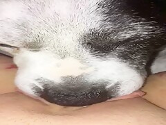 Dog lick my wet pussy