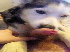 Husky lick a dick