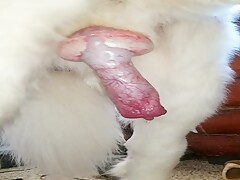 Terminando de eyacular