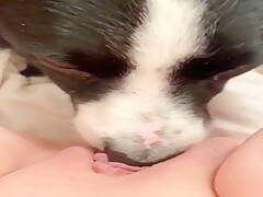 Dog lick Pussy 6