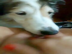Dog lick till orgasm