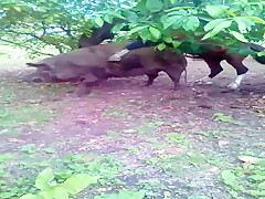 Horse fucks pig sow