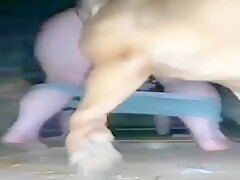 letting the dog mount on her