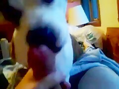 2 dogs licked cum