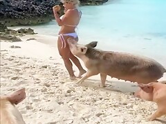agressive pig [non zoo]