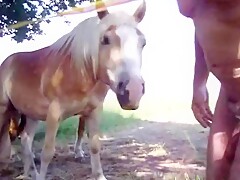 Cavalo mamando