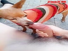 big cock vs little dog