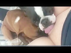 Sendo lambida por dois cachorros