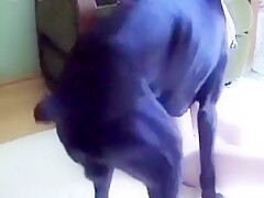 White stockings hottie allows the beast to fuck her