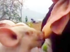 Woman Breastfeeding a Piglet 2